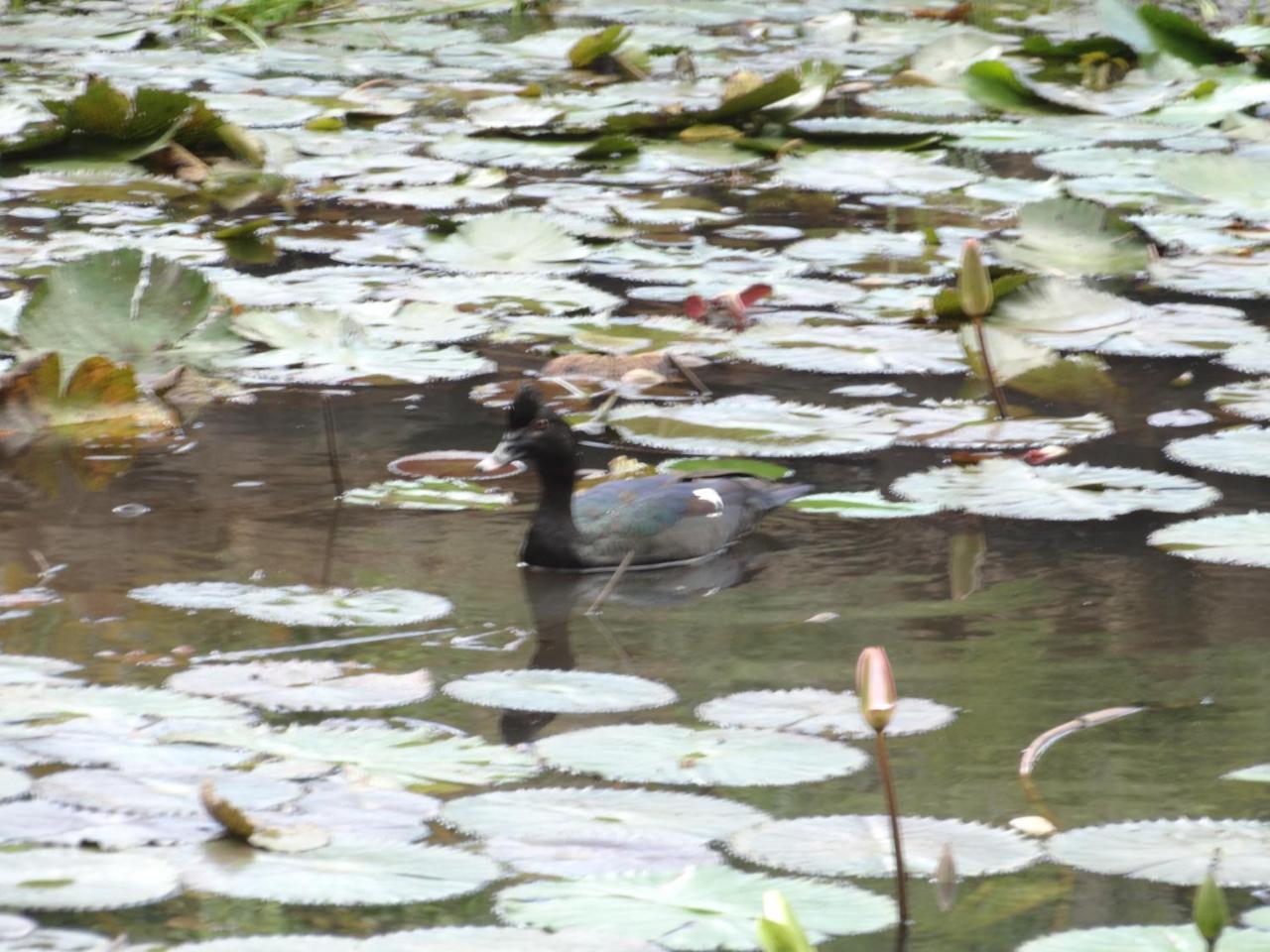 Horquetas River Lodge Sarapiquí エクステリア 写真