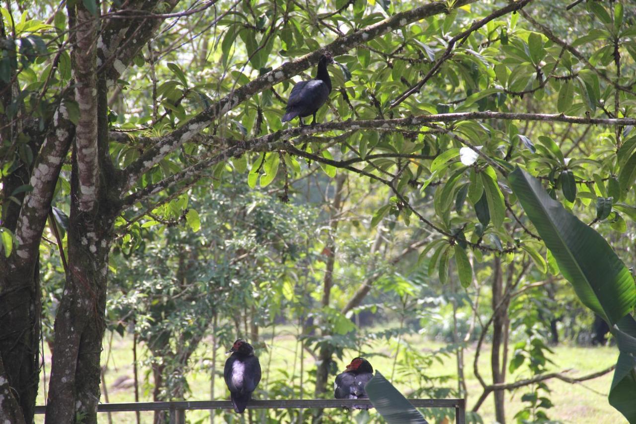 Horquetas River Lodge Sarapiquí エクステリア 写真