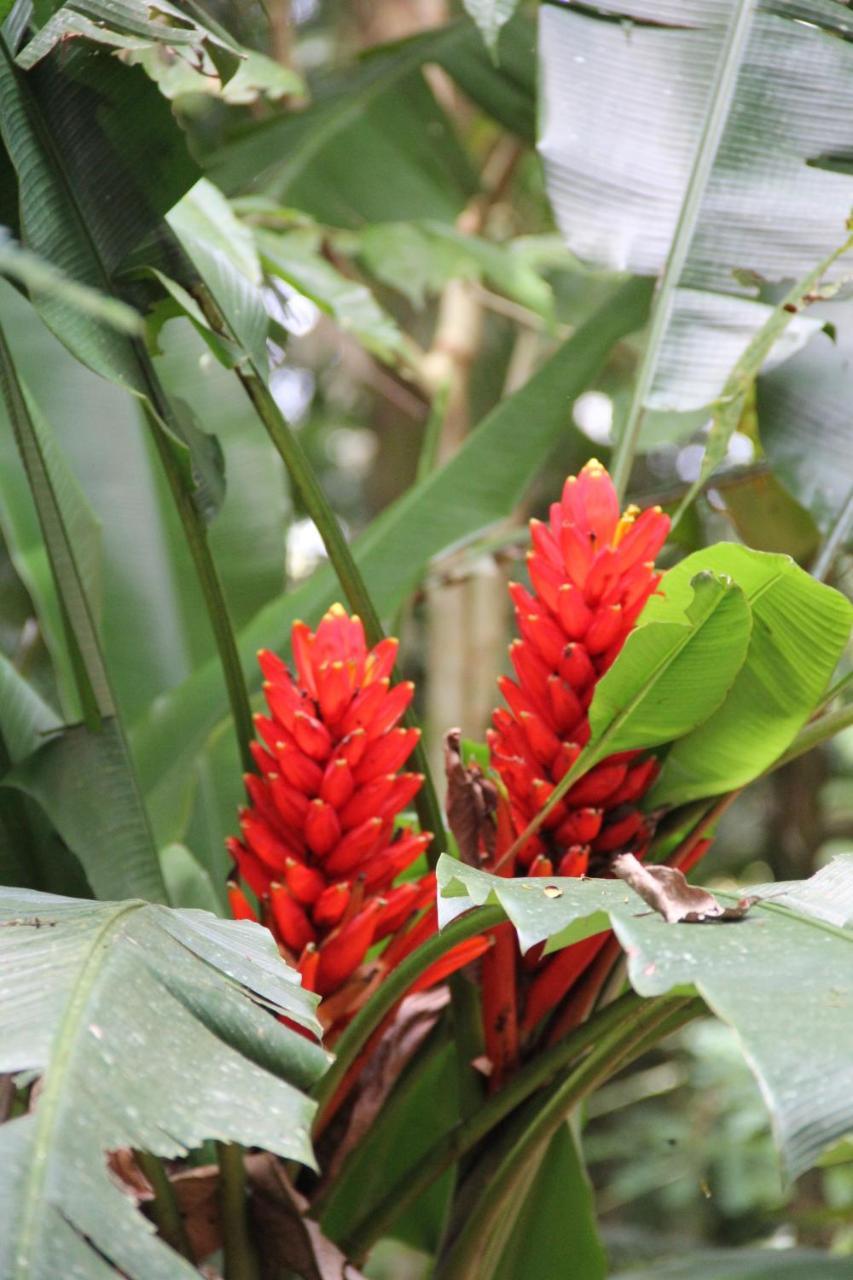 Horquetas River Lodge Sarapiquí エクステリア 写真